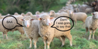 image of sheep talking
