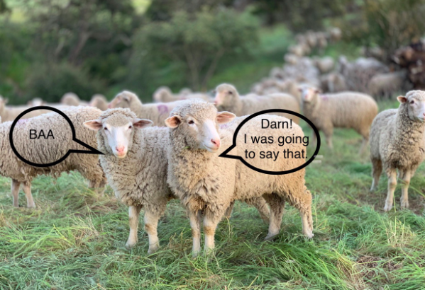 image of sheep talking